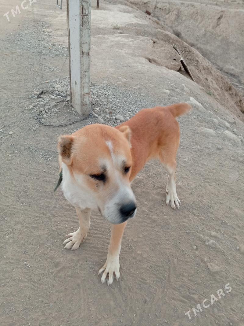 Бабай - Махтумкули - img 1