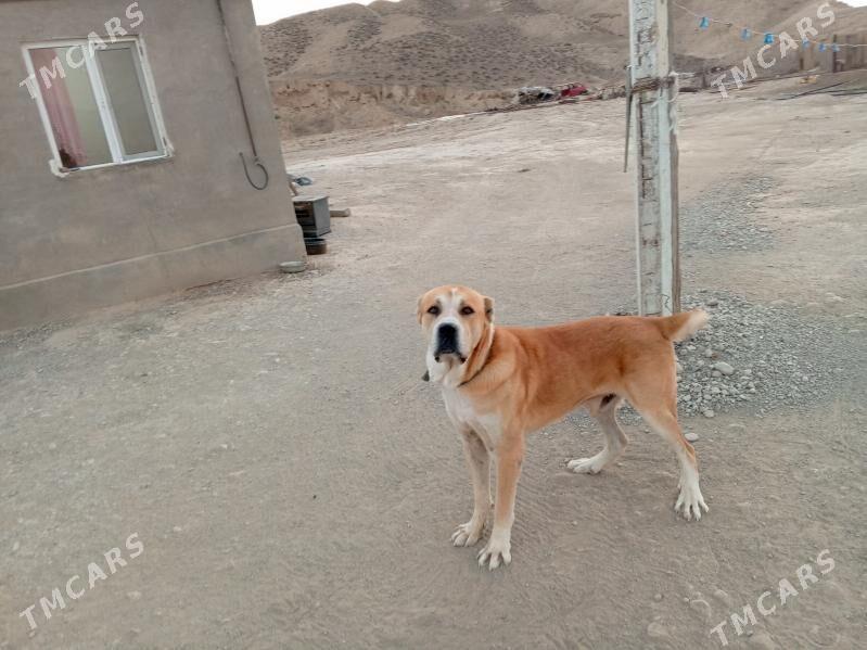 Бабай - Махтумкули - img 3