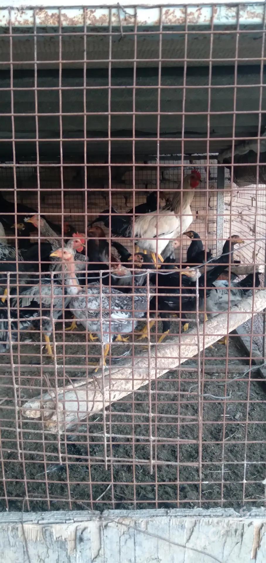 хораз сатлык - Türkmenabat - img 2