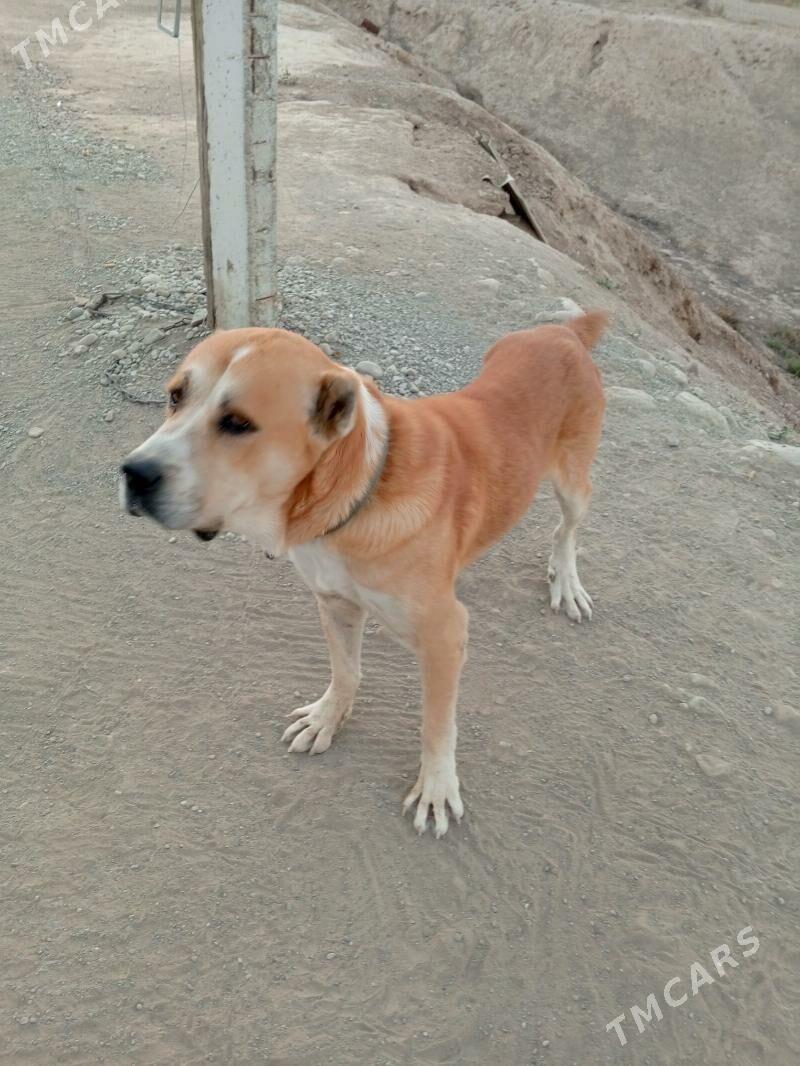 Бабай - Махтумкули - img 2