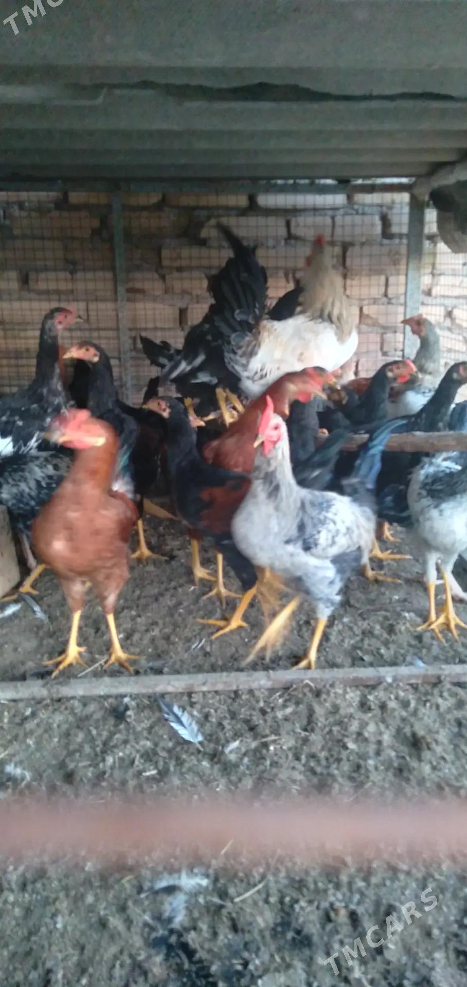 хораз сатлык - Türkmenabat - img 4