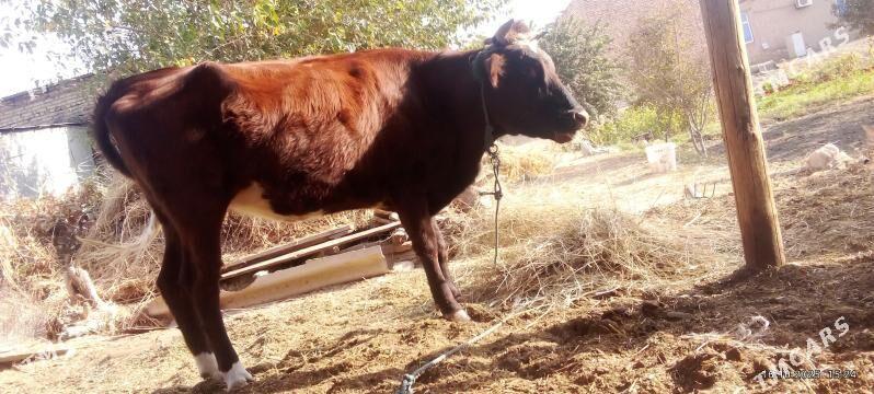 Унажын - Чарджоу - img 1