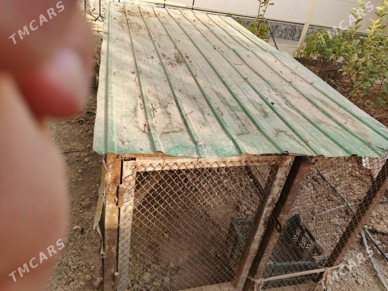 towuk ketek - Ak bugdaý etraby - img 3