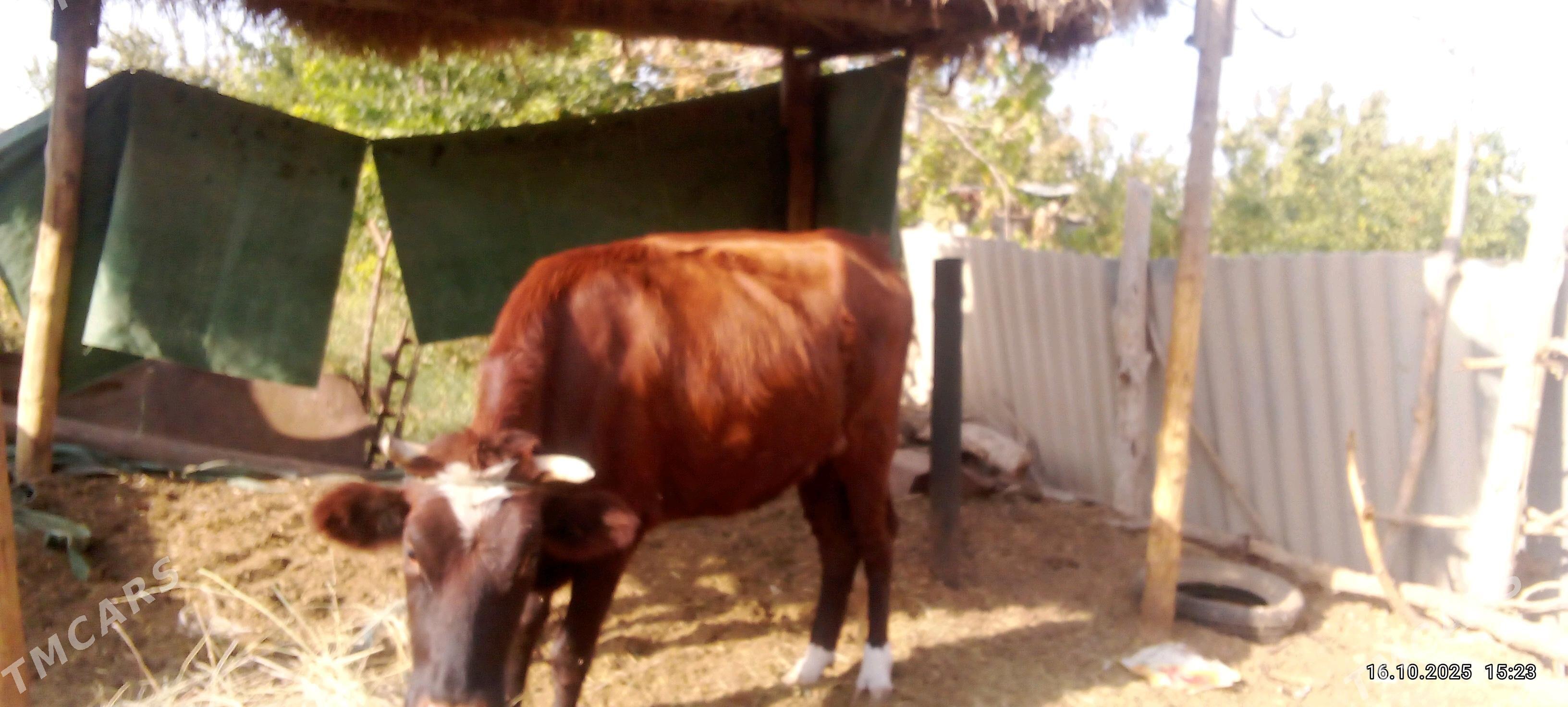 Унажын - Чарджоу - img 2