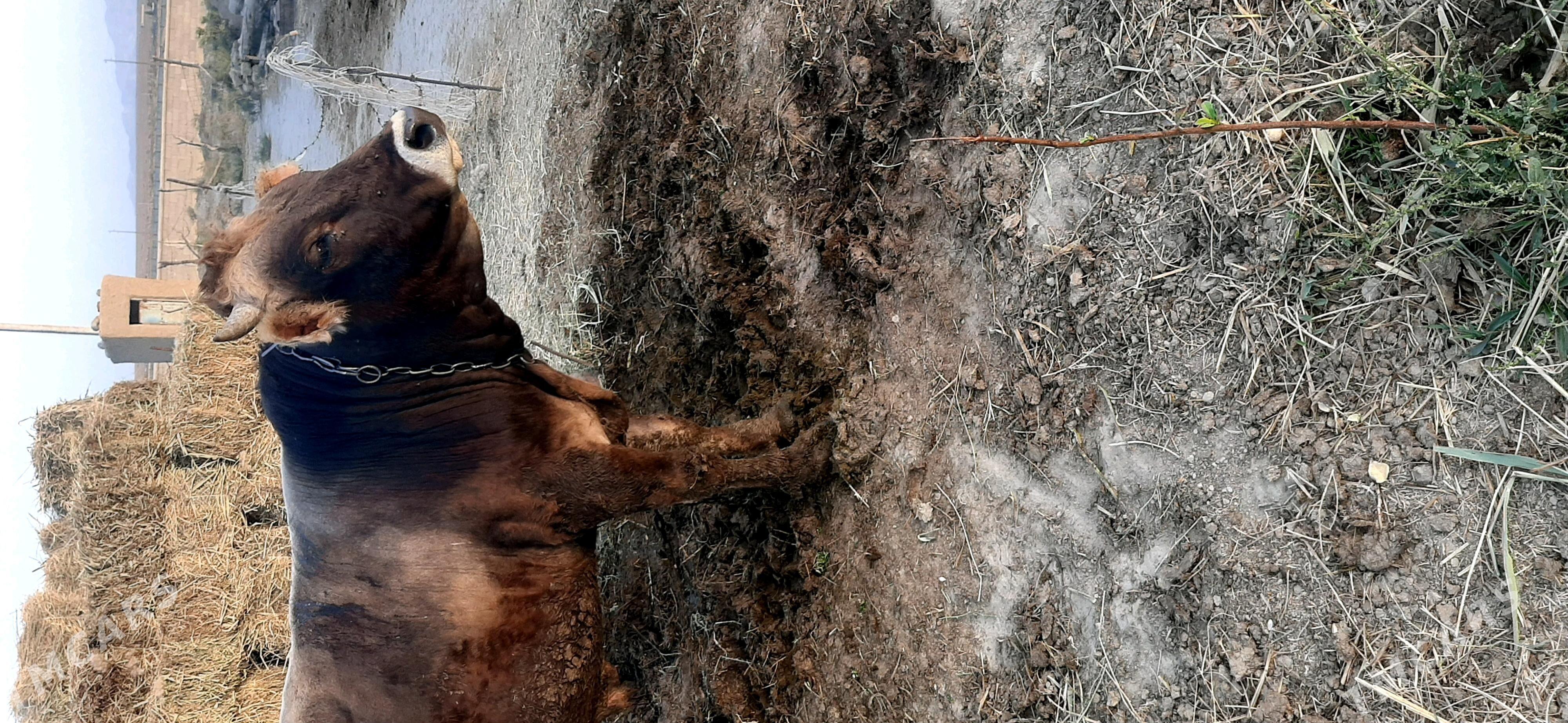 Öküz - Bäherden - img 2