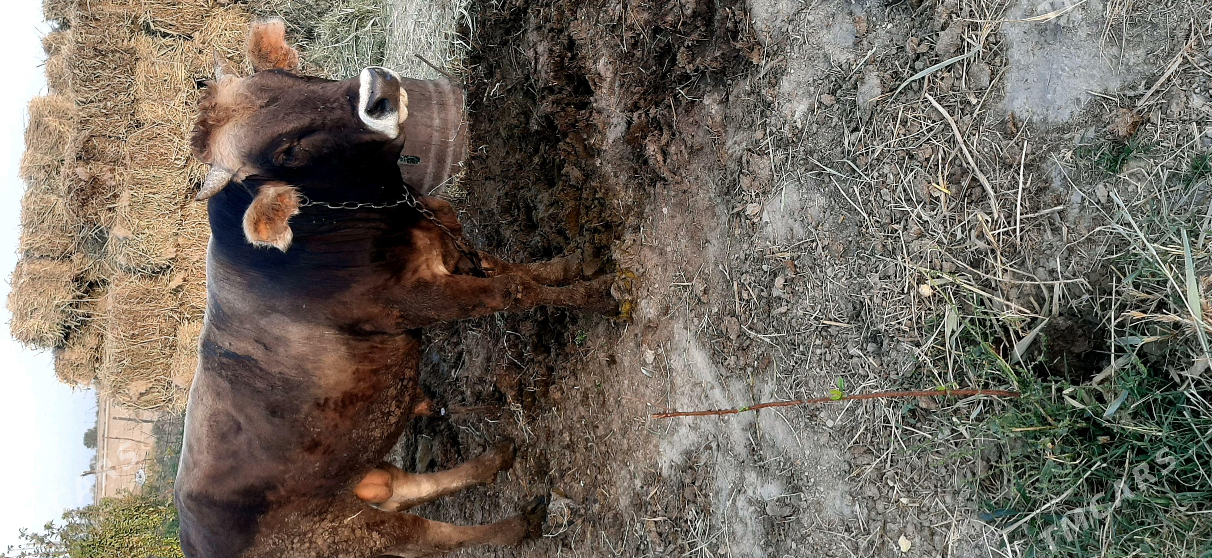 Öküz - Bäherden - img 3