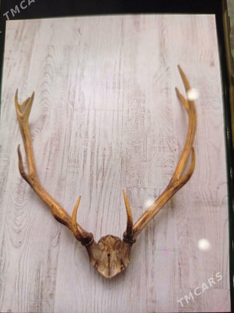 Олени  рога, кейик шахы. - Türkmenbaşy - img 2