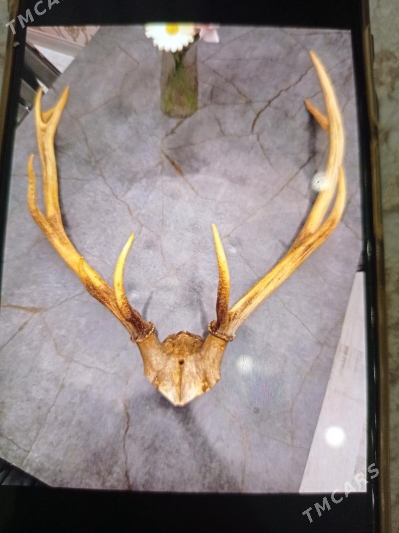 Олени рога, кейик шахы. - Türkmenbaşy - img 1