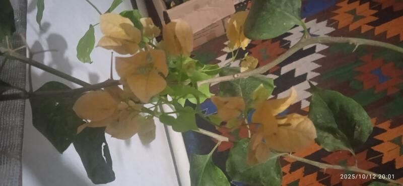 otag gulleri - Керки - img 7