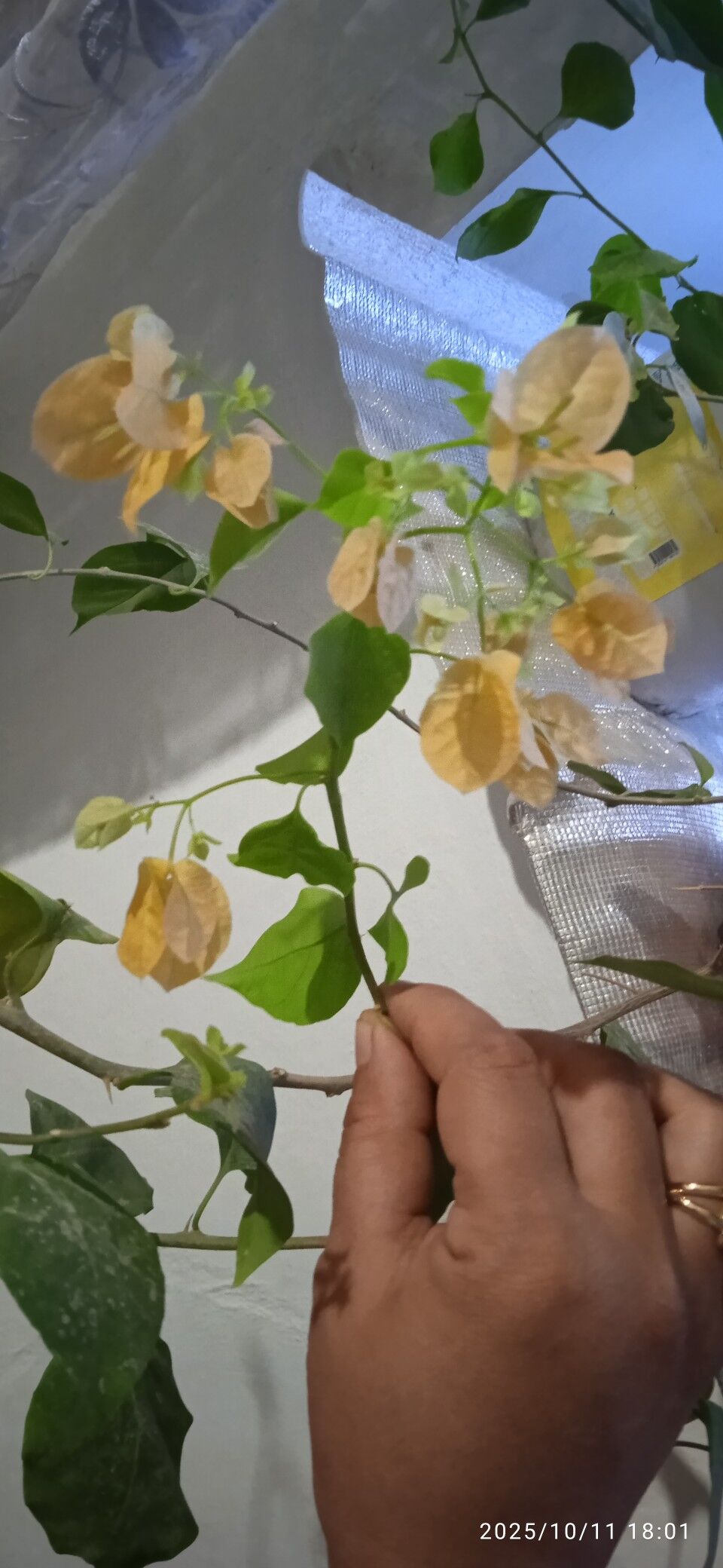 otag gulleri - Керки - img 5