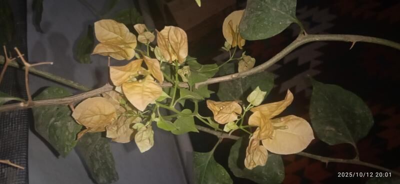 otag gulleri - Керки - img 6