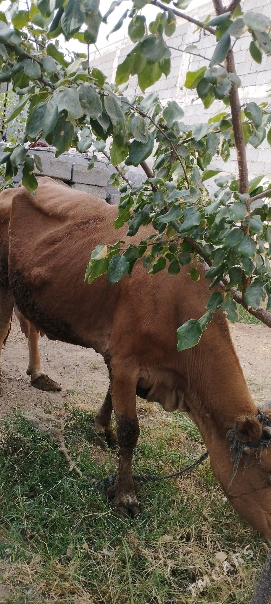 Göleli sygyr - Aşgabat - img 1