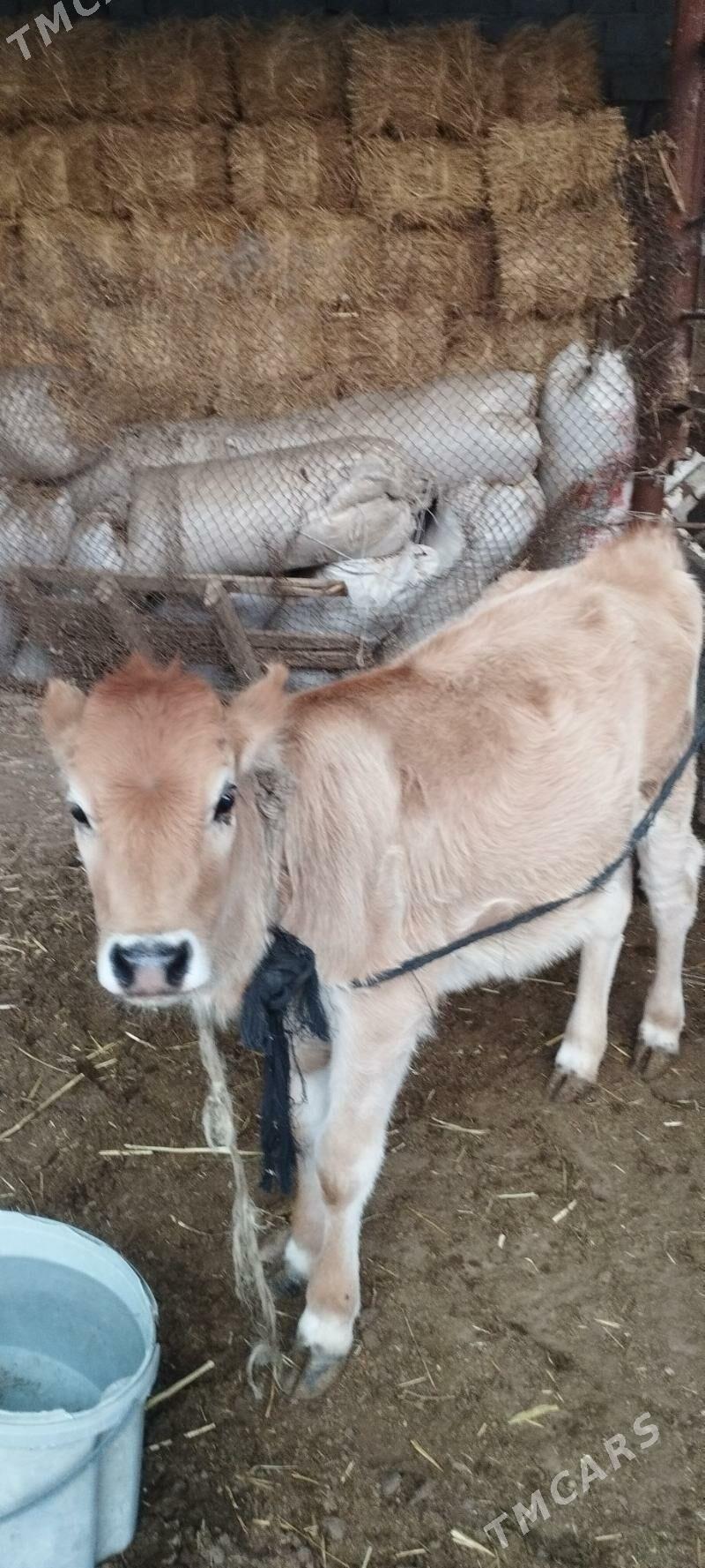 Göleli sygyr - Aşgabat - img 3