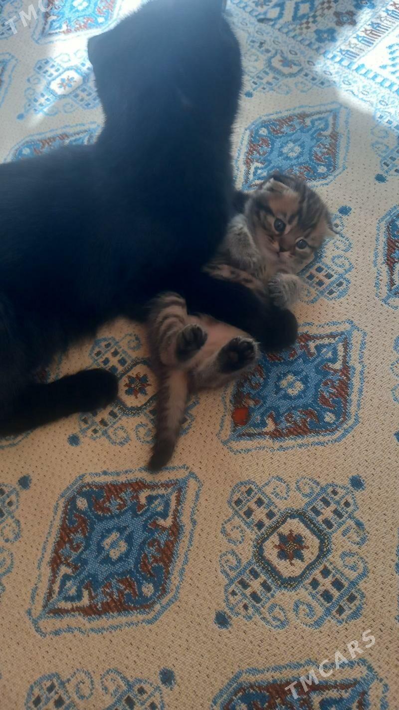 satlaniski pisik - Мары - img 2