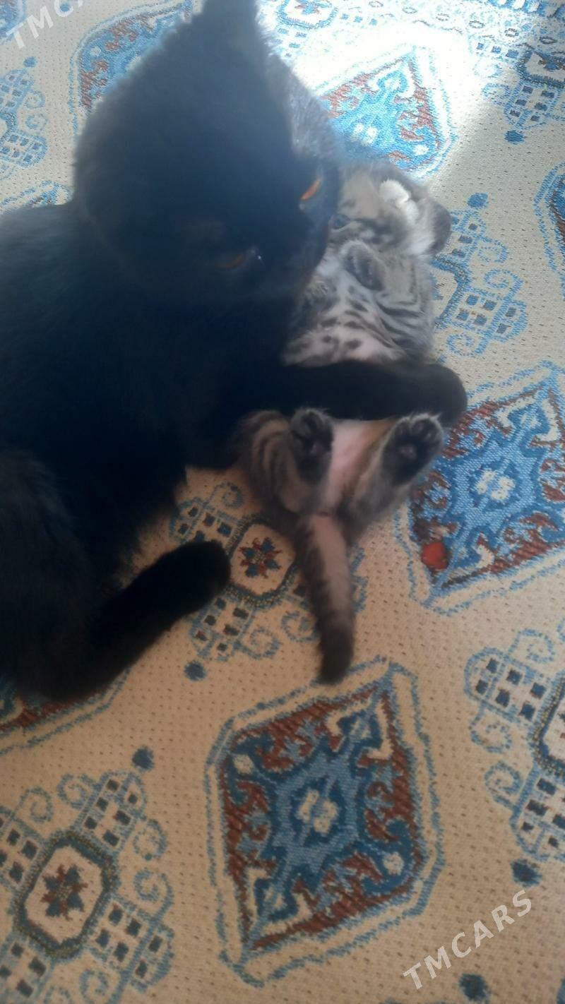 satlaniski pisik - Мары - img 3