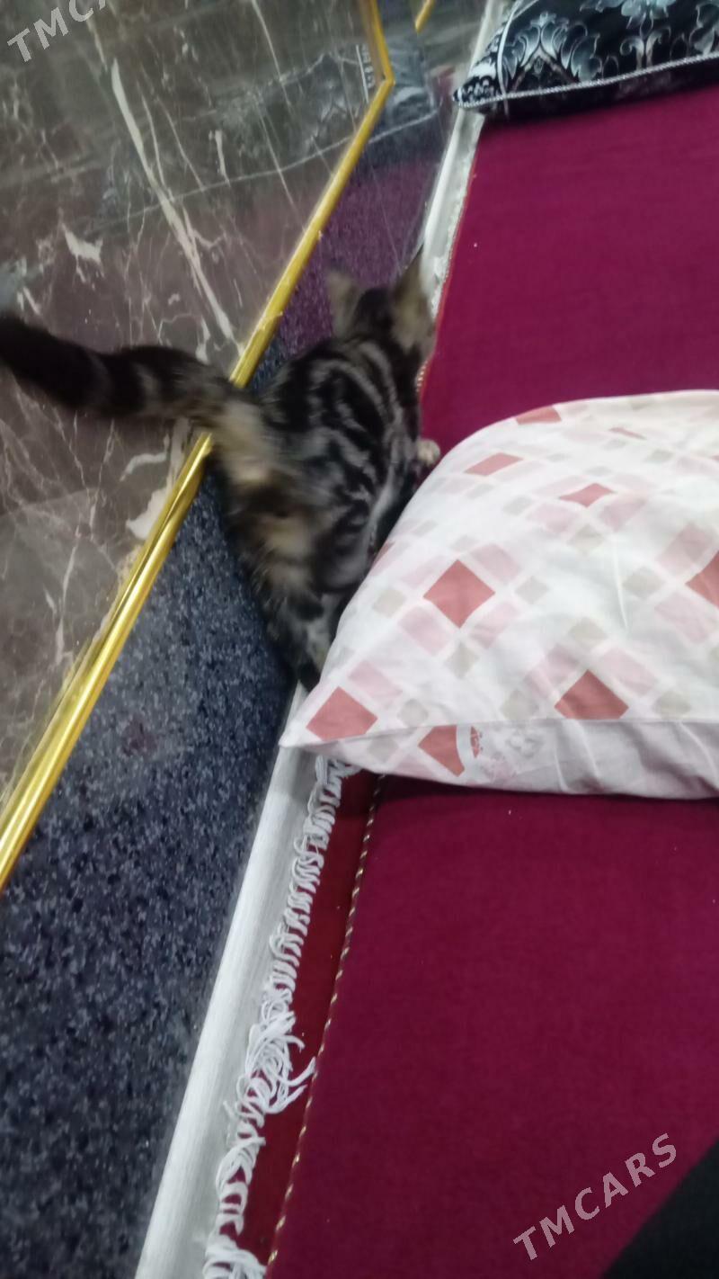 pişik - Туркменабат - img 2