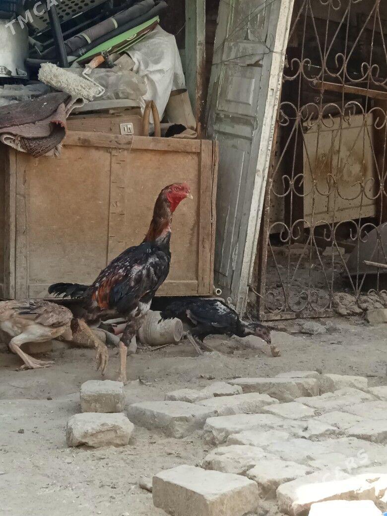 taskent horaz - Aşgabat - img 1