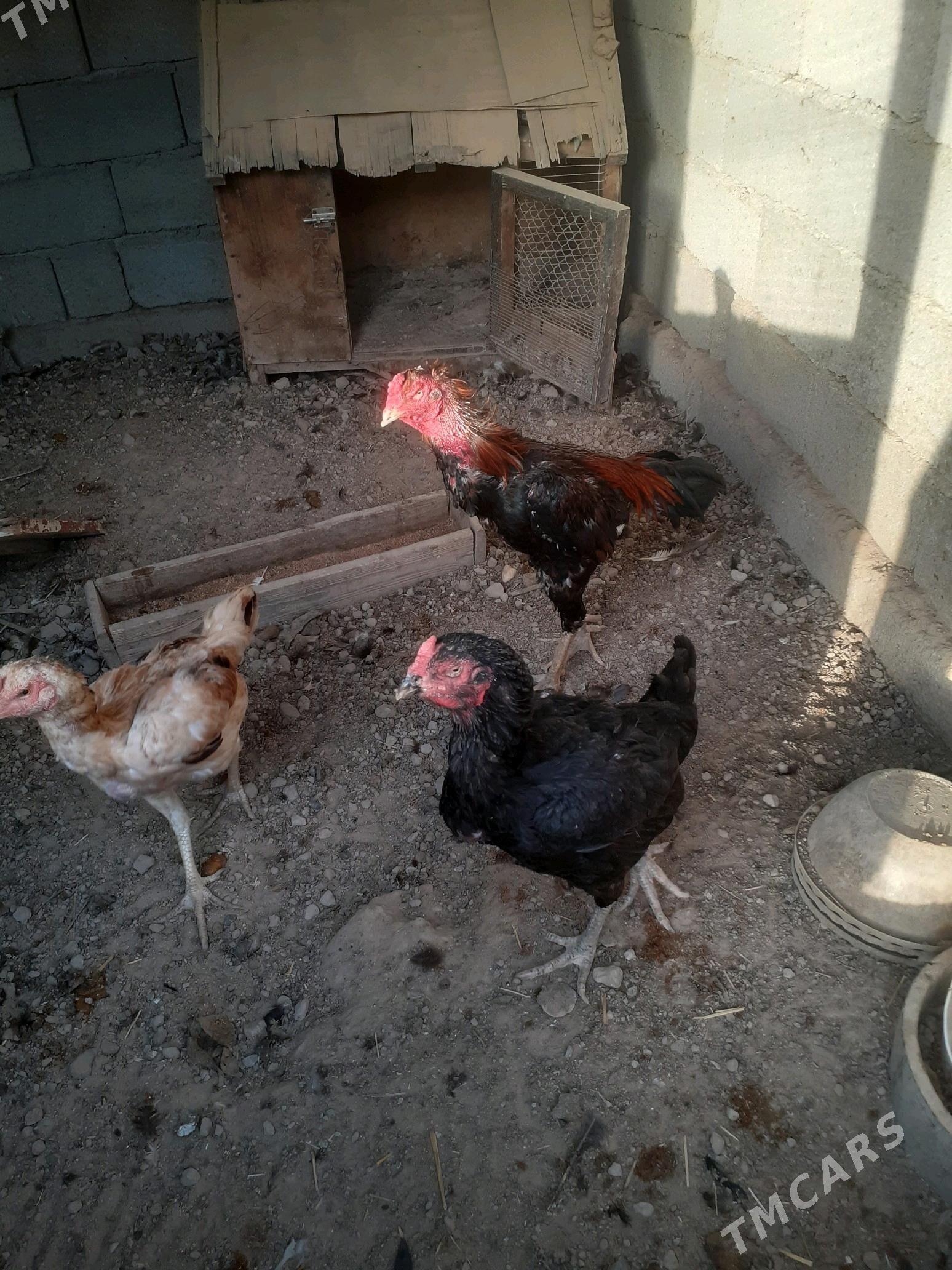 taskent - Büzmeýin - img 2