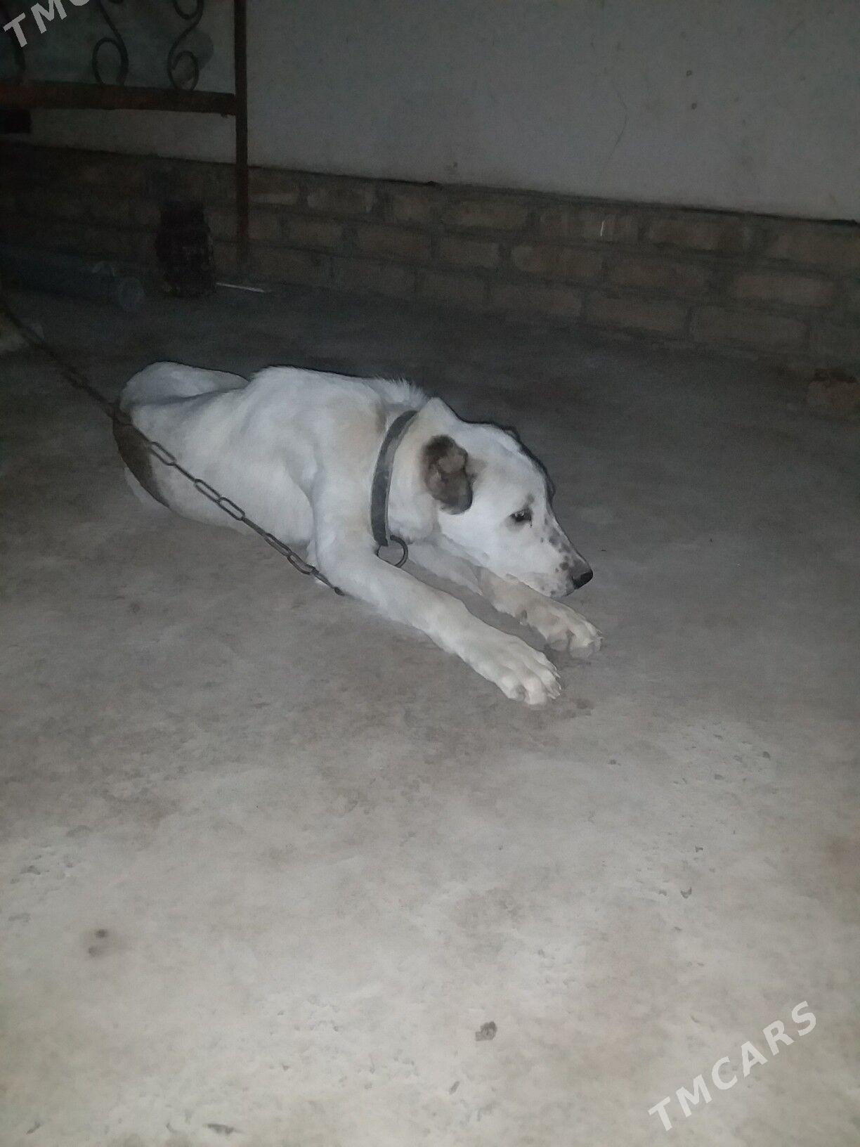 Akgus - Görogly (Tagta) - img 2