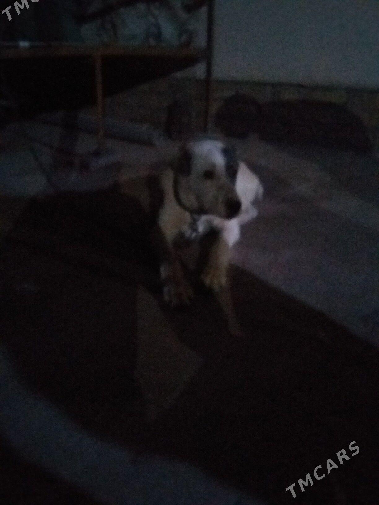 Akgus - Görogly (Tagta) - img 1