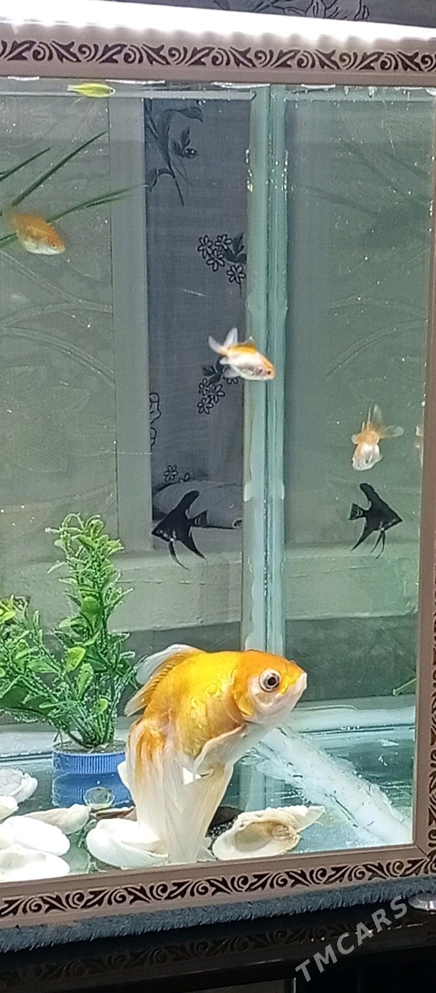 Akwaryum - Ýalkym - img 1