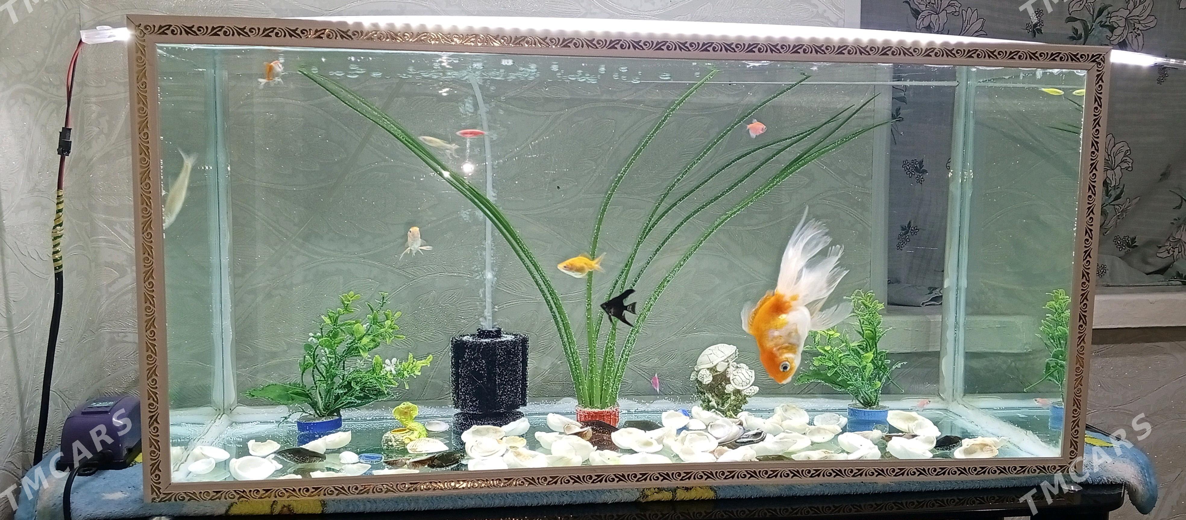 Akwaryum - Ýalkym - img 2