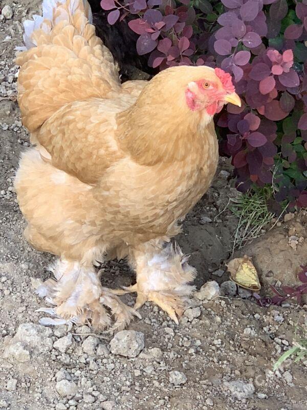 horaz mäki - Aşgabat - img 2