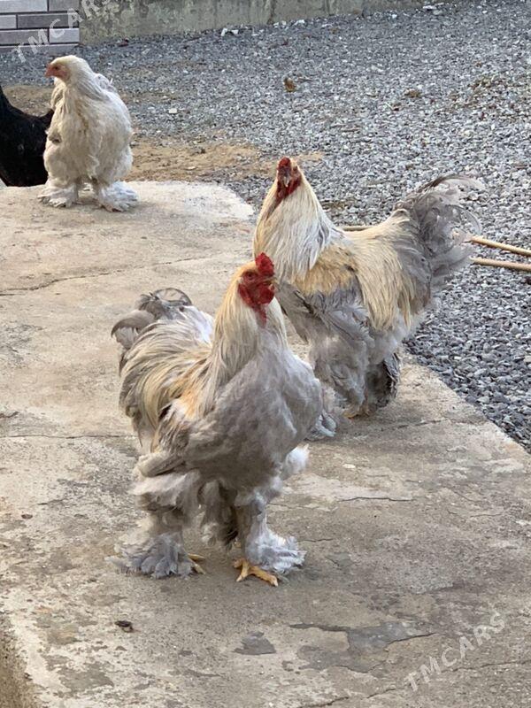 horaz mäki - Aşgabat - img 1