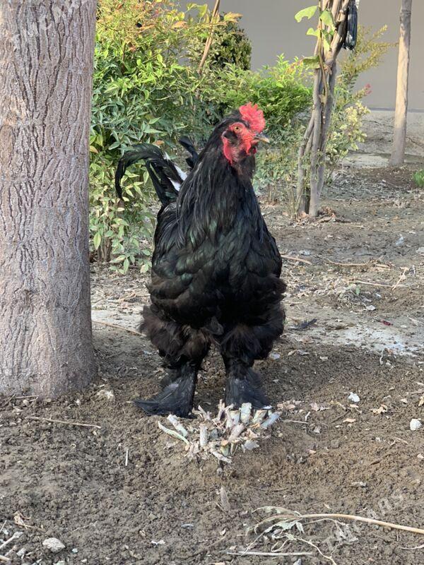 horaz mäki - Aşgabat - img 3