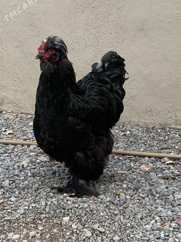 horaz mäki - Aşgabat - img 5