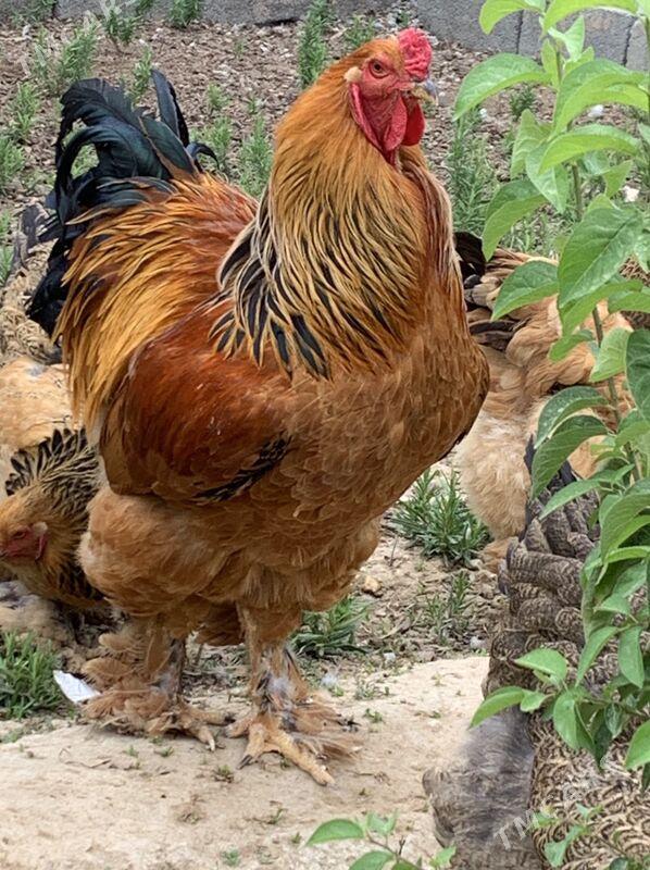 horaz mäki - Aşgabat - img 4