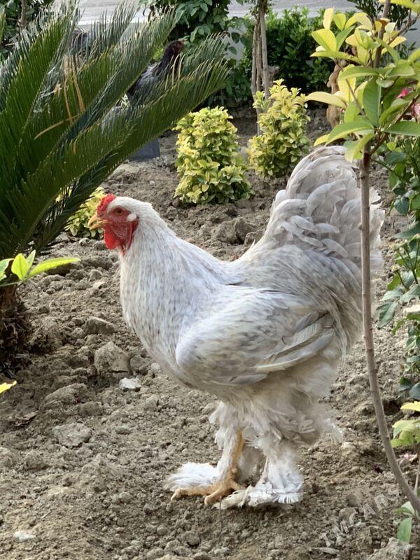 horaz mäki - Aşgabat - img 7