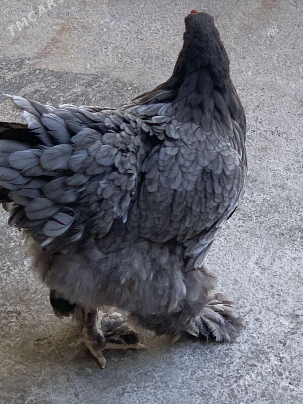 horaz mäki - Aşgabat - img 6