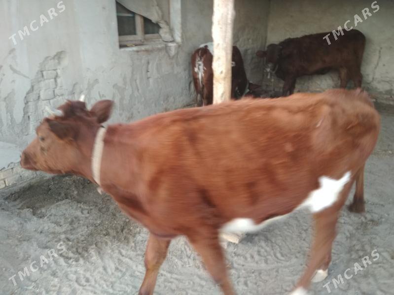 gaçar - Дашогуз - img 5