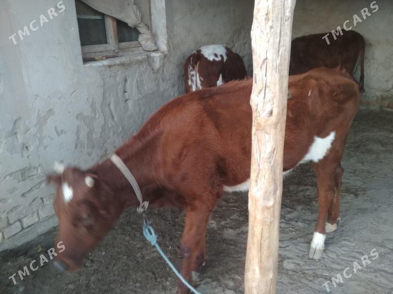 gaçar - Дашогуз - img 3