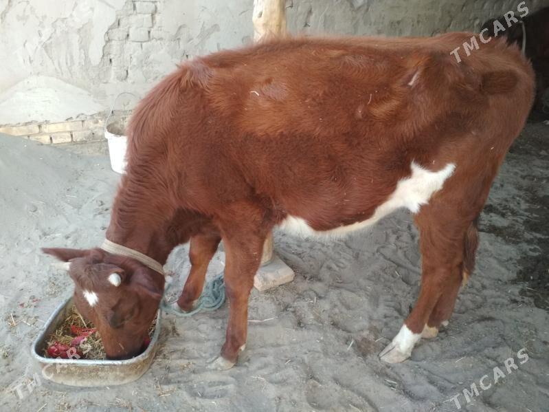 gaçar - Дашогуз - img 4