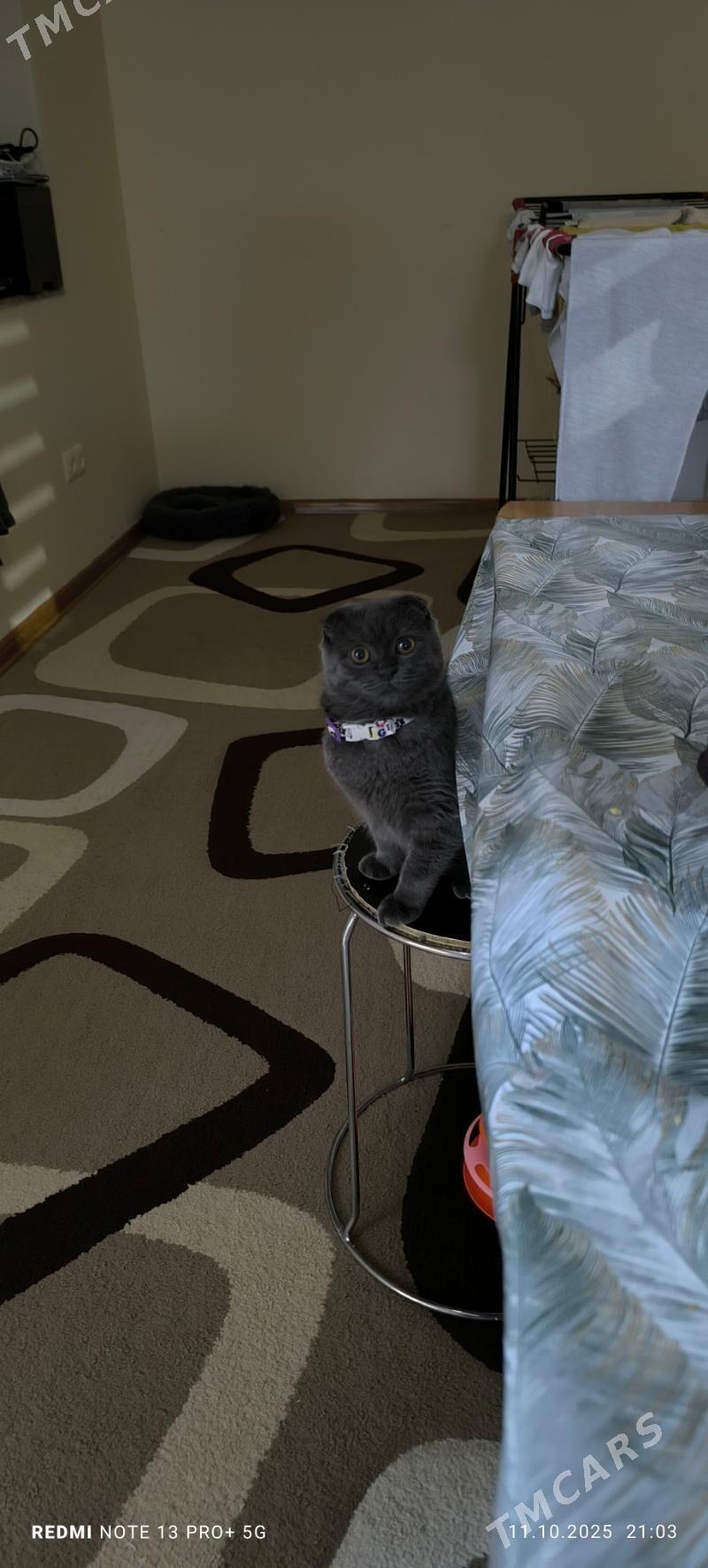 Британка веслоухая - Aşgabat - img 4