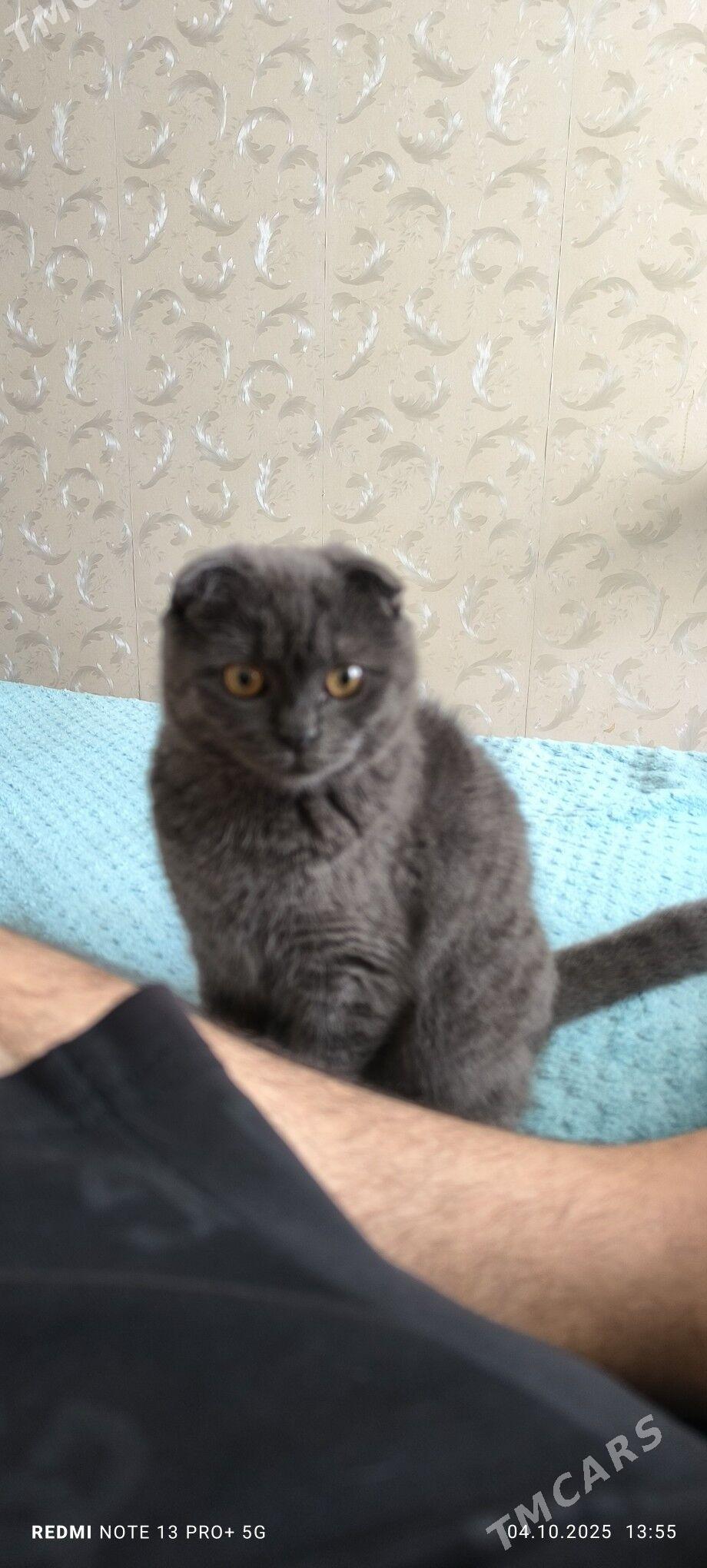 Британка веслоухая - Aşgabat - img 3