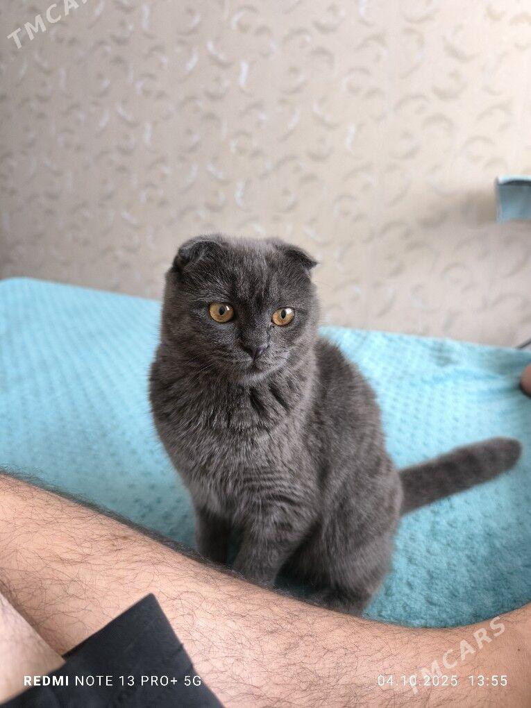 Британка веслоухая - Aşgabat - img 2