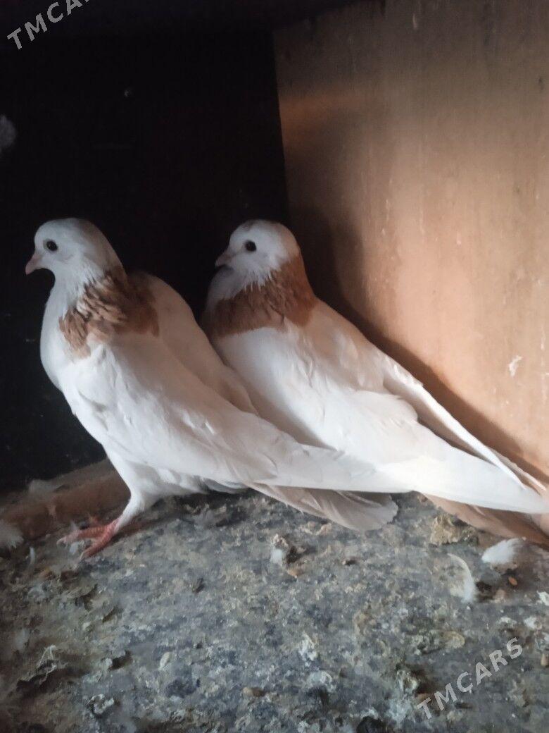 kepderi - Aşgabat - img 3