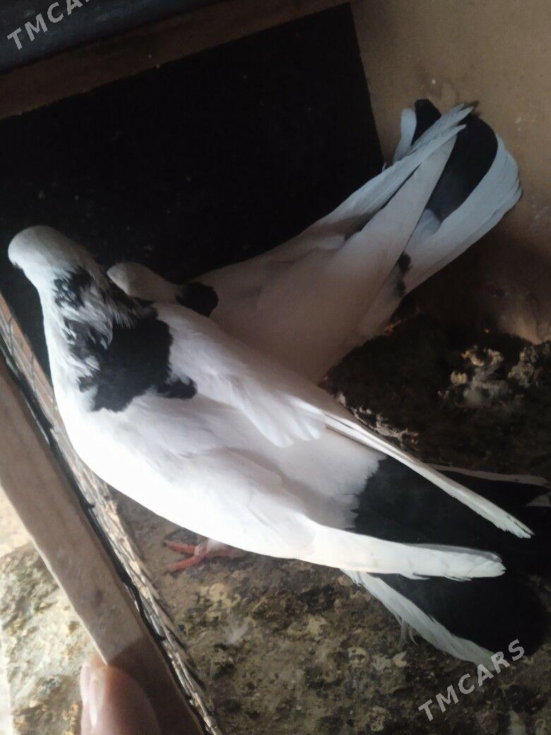 kepderi - Aşgabat - img 4