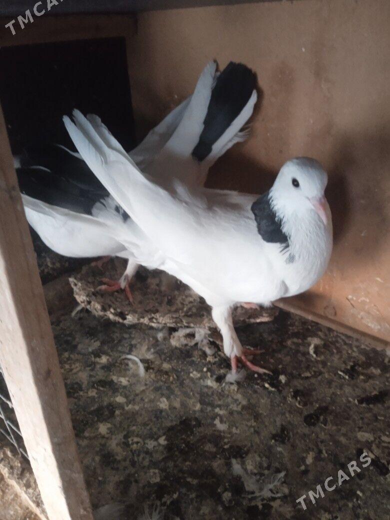 kepderi - Aşgabat - img 2