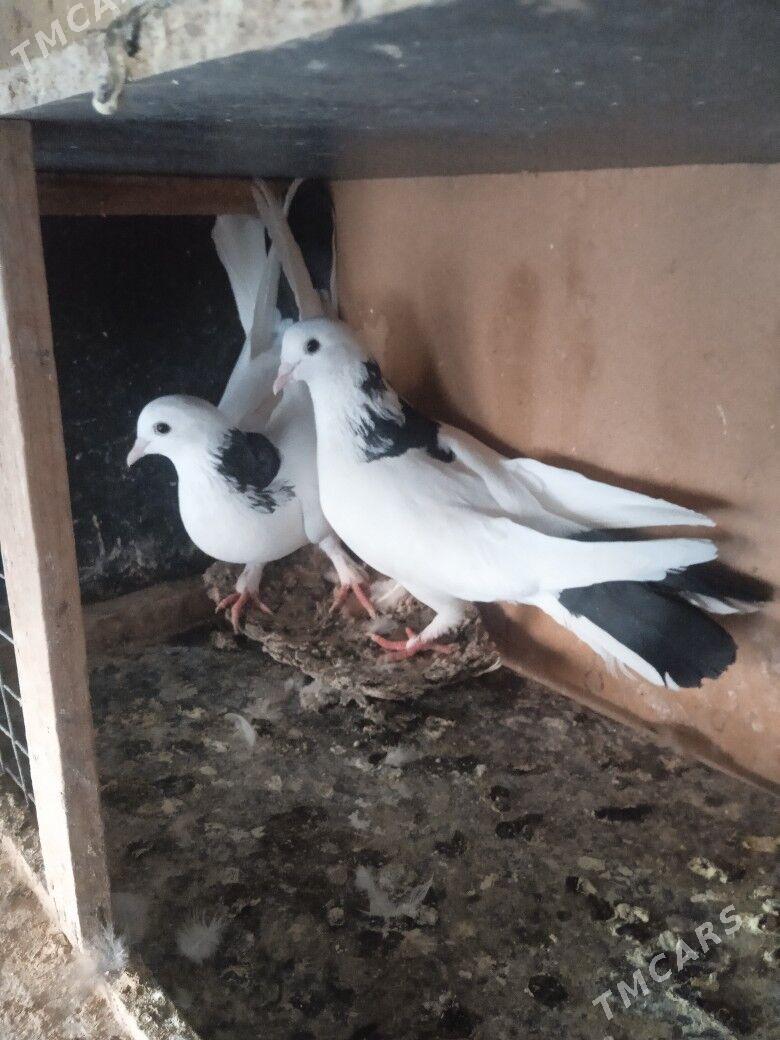 Кепдери - Aşgabat - img 9