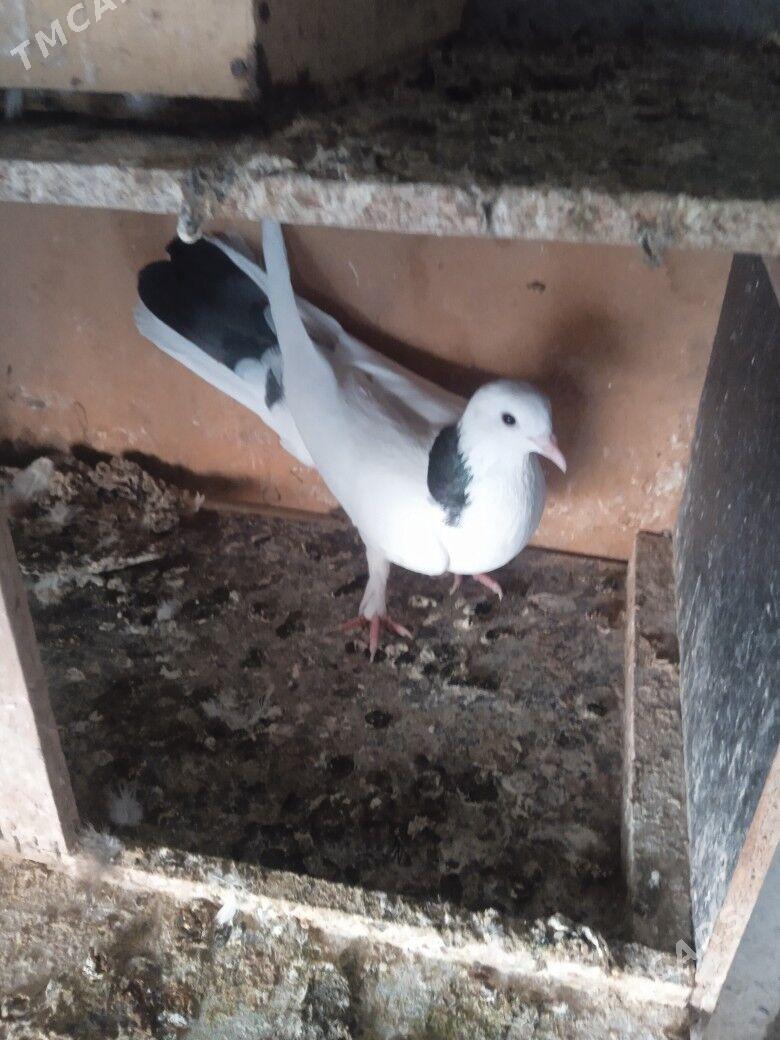 Кепдери - Aşgabat - img 5