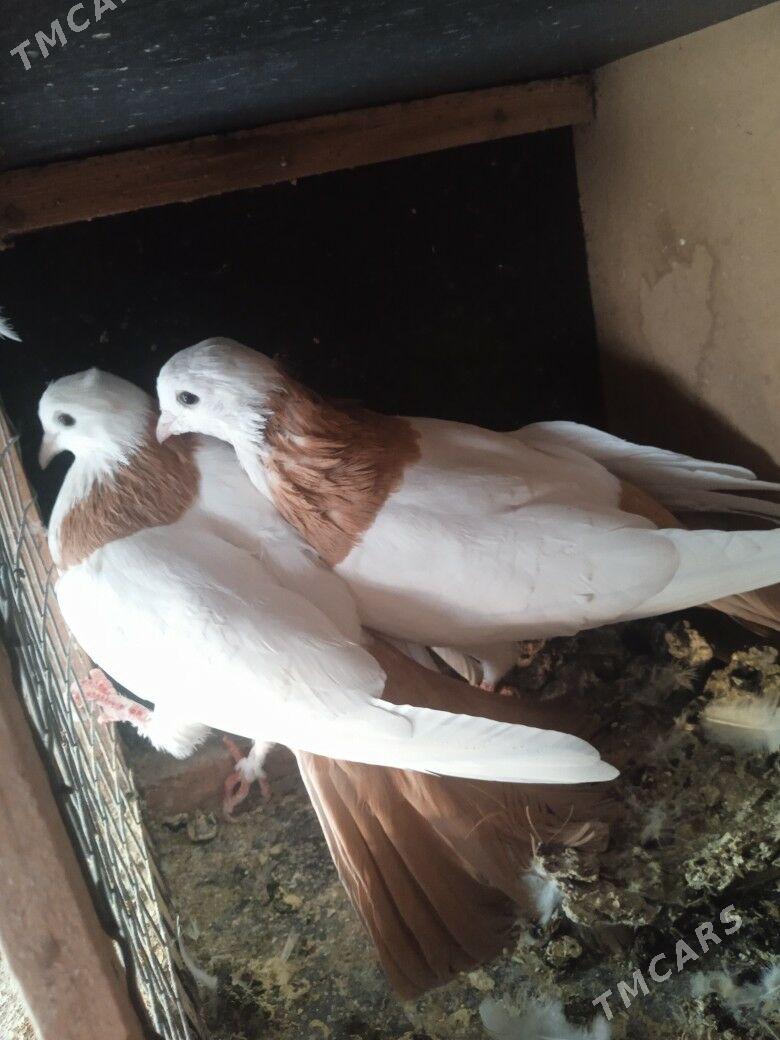 Кепдери - Aşgabat - img 4