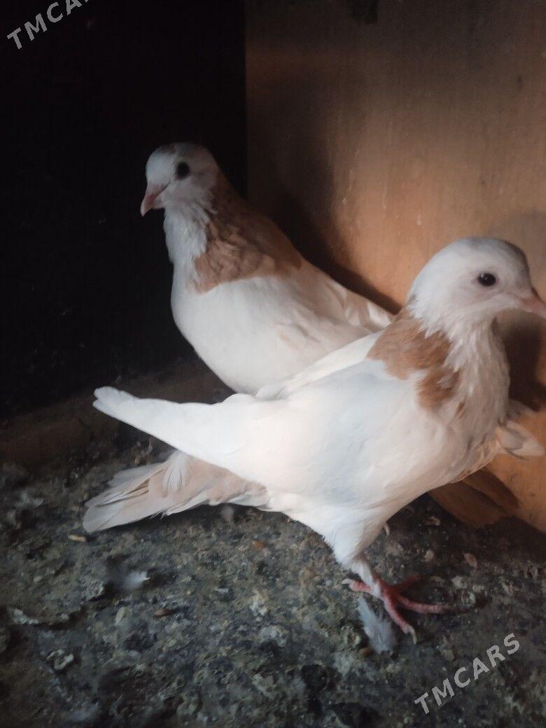 Кепдери - Aşgabat - img 8