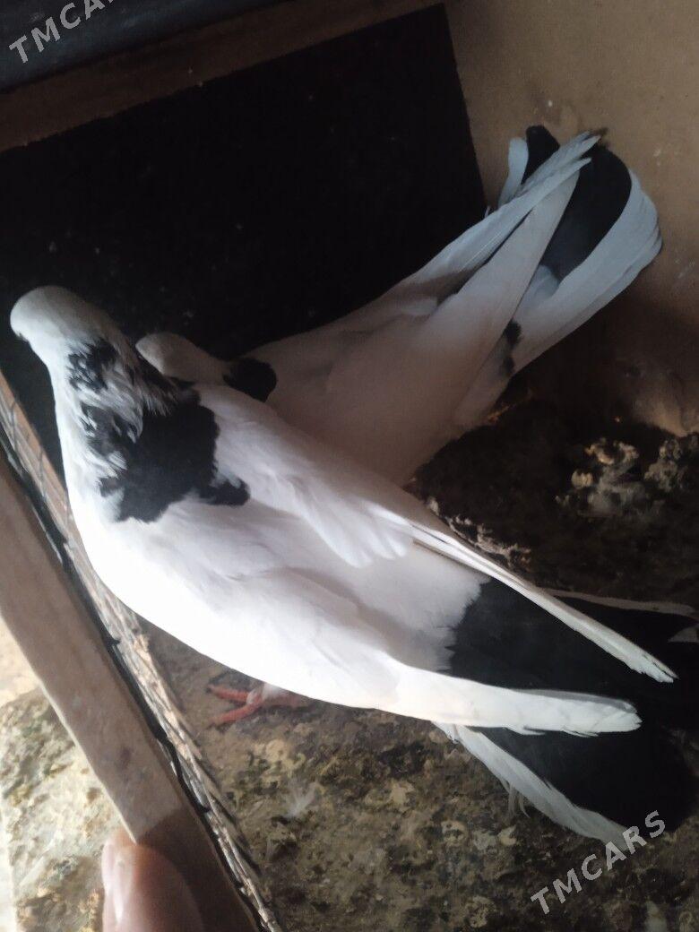 Кепдери - Aşgabat - img 6