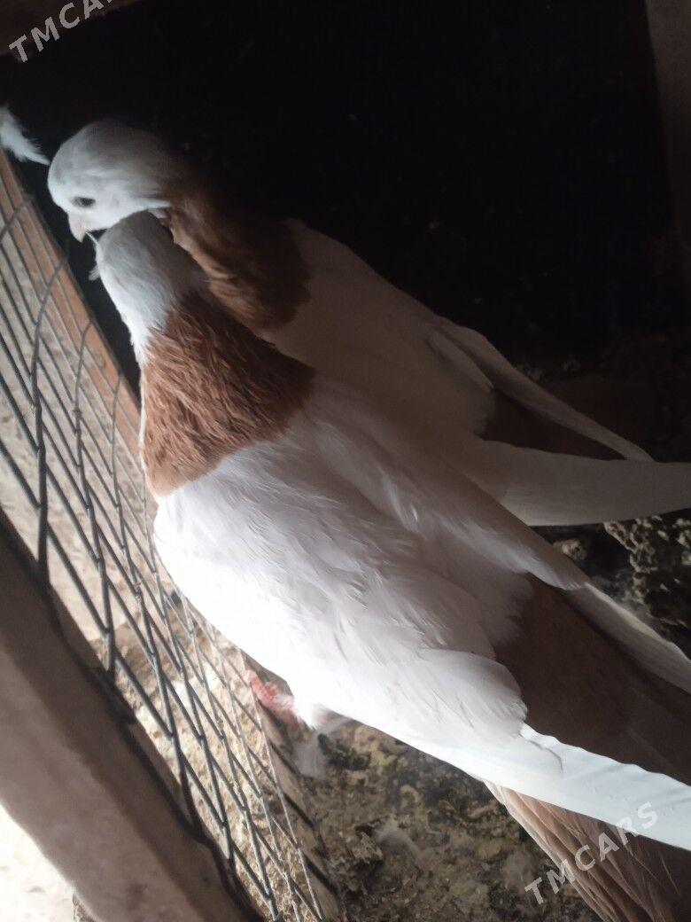 Кепдери - Aşgabat - img 2