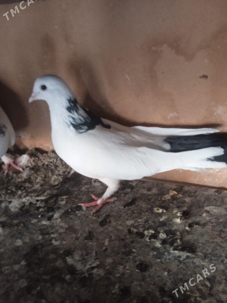 Кепдери - Aşgabat - img 10