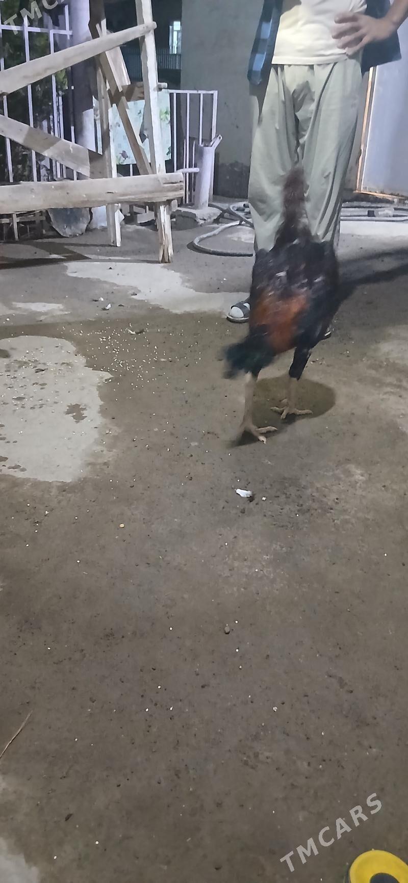 paroda horaz - Дашогуз - img 1